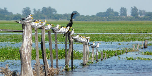 Viajes a Los Esteros del Iberá. Excursiones.