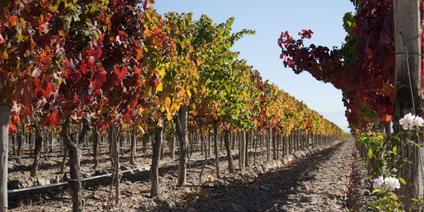 Viajes a Mendoza 2025 desde Rosario, visita a bodegas y viñedos