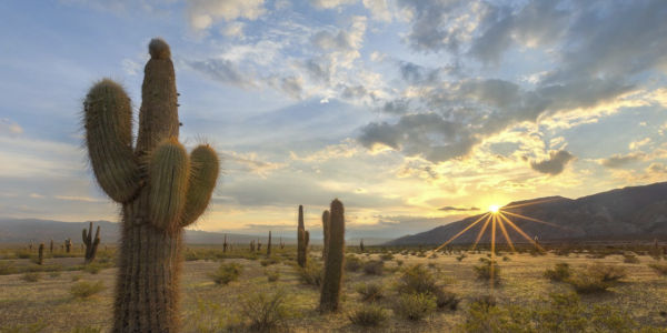 Viajes 2024 al Noroeste desde Rosario, Parque Nacional Los Cardones