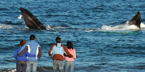 Viajes grupales 2024 a Puerto Madryn desde Rosario