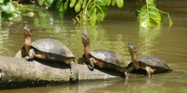 Viajes a Parque Nacional Tortugal, Costa Rica.